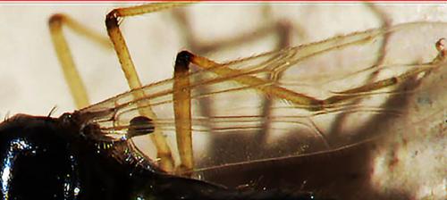 Stilobezzia sp.